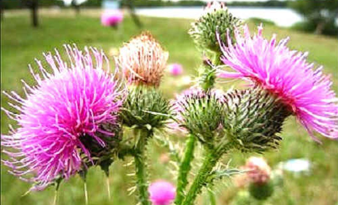 Новости про - Чем полезна расторопша для печени?