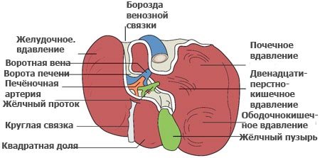 Новости про - Можно ли вылечить фиброзные изменения печени, их признаки и стадии