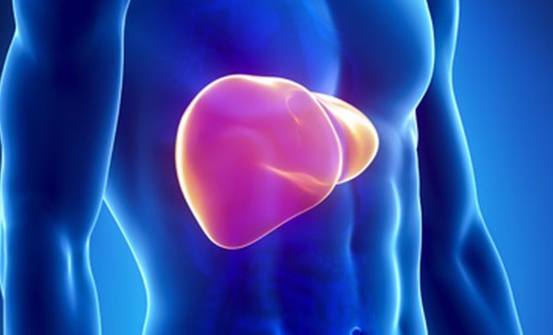 Новости про - С какой стороны находится печень, её анатомия, роль и какой врач её лечит