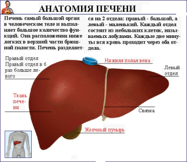 Новости про - Можно ли вылечить фиброзные изменения печени, их признаки и стадии