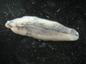 Как быстро избавиться от описторхоза, его признаки и профилактика - 3 Новости про - Как быстро избавиться от описторхоза, его признаки и профилактика