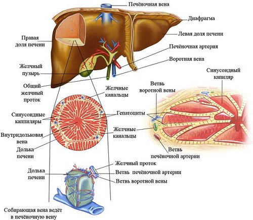 Новости про - С какой стороны находится печень, её анатомия, роль и какой врач её лечит